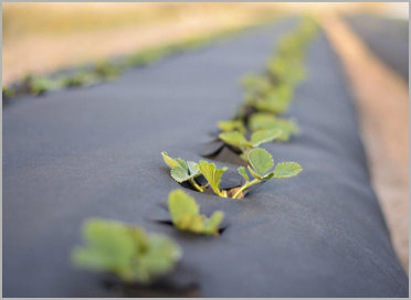 Agri Crop Protection Fabric